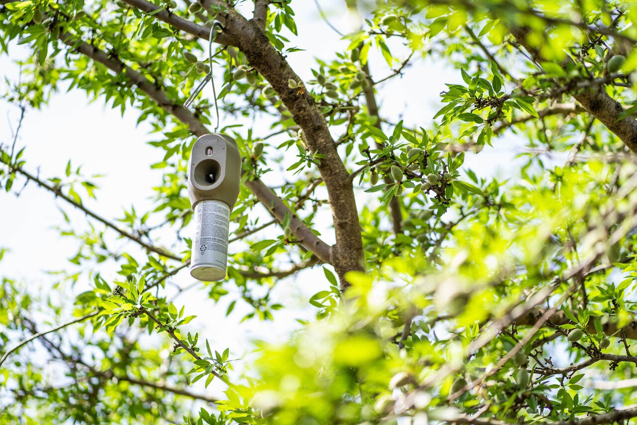 checkmate-puffer-hunging-in-tree