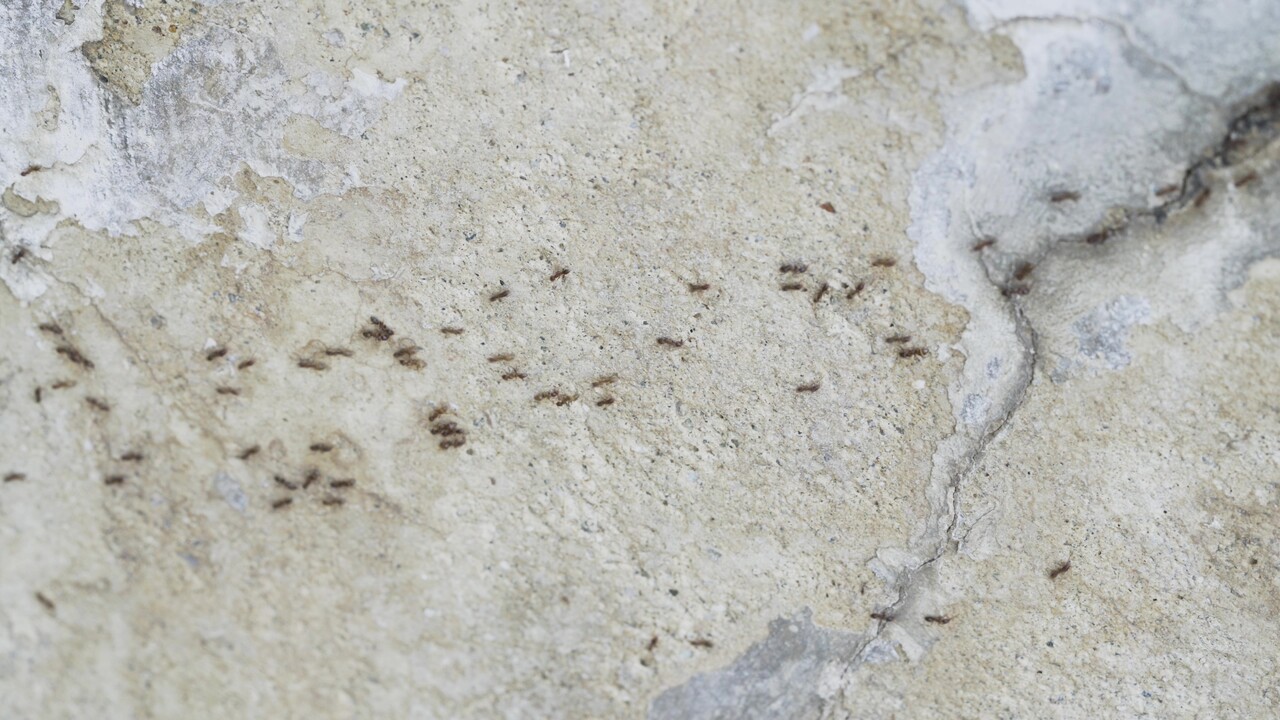 close-up-ants-concrete