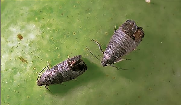 Macro photograph of an adult codling moth facing left.