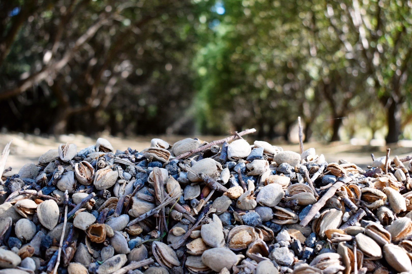 Almonds piled on the ground.