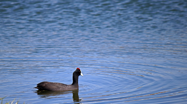 Red-knobbed coot