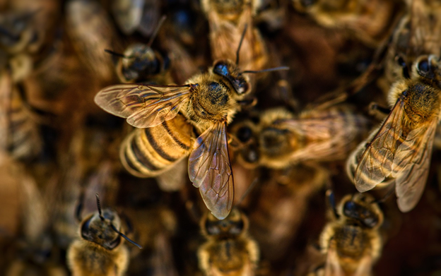 Bees CloseUp