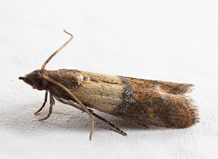 Indian meal moth adult.