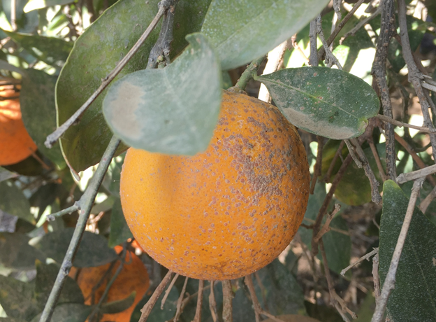 Orange infested with California red scale.