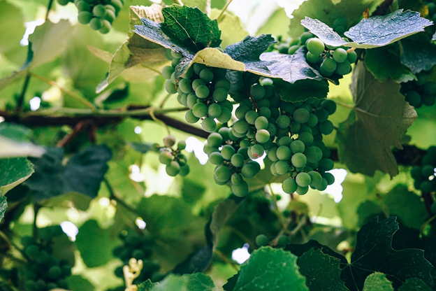 Green grapes growing on a vine.