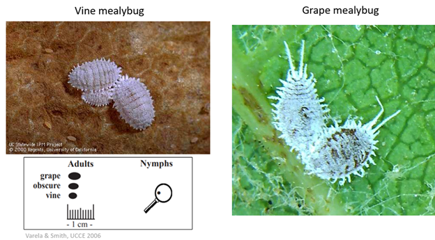 Vine Mealybug Identification