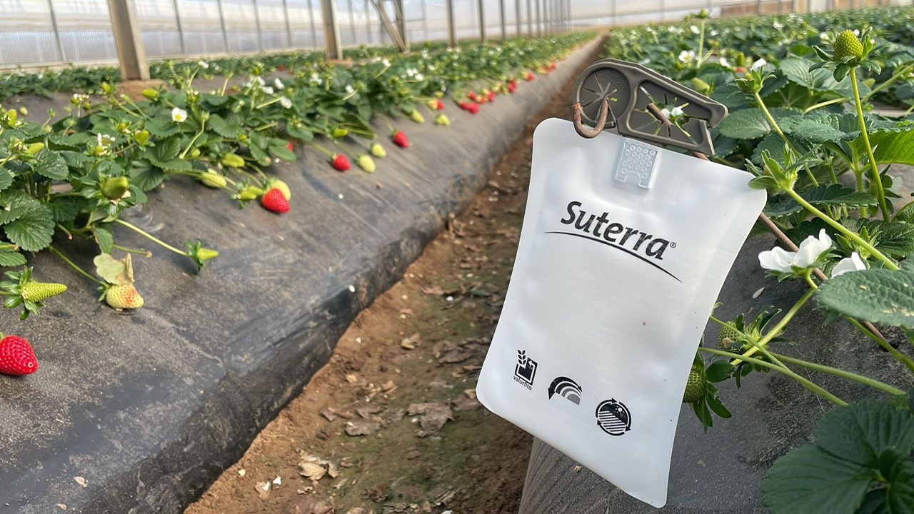 Fresa cultivo hermanos Santorsola con biomagnet ruby