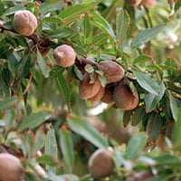 img_almond