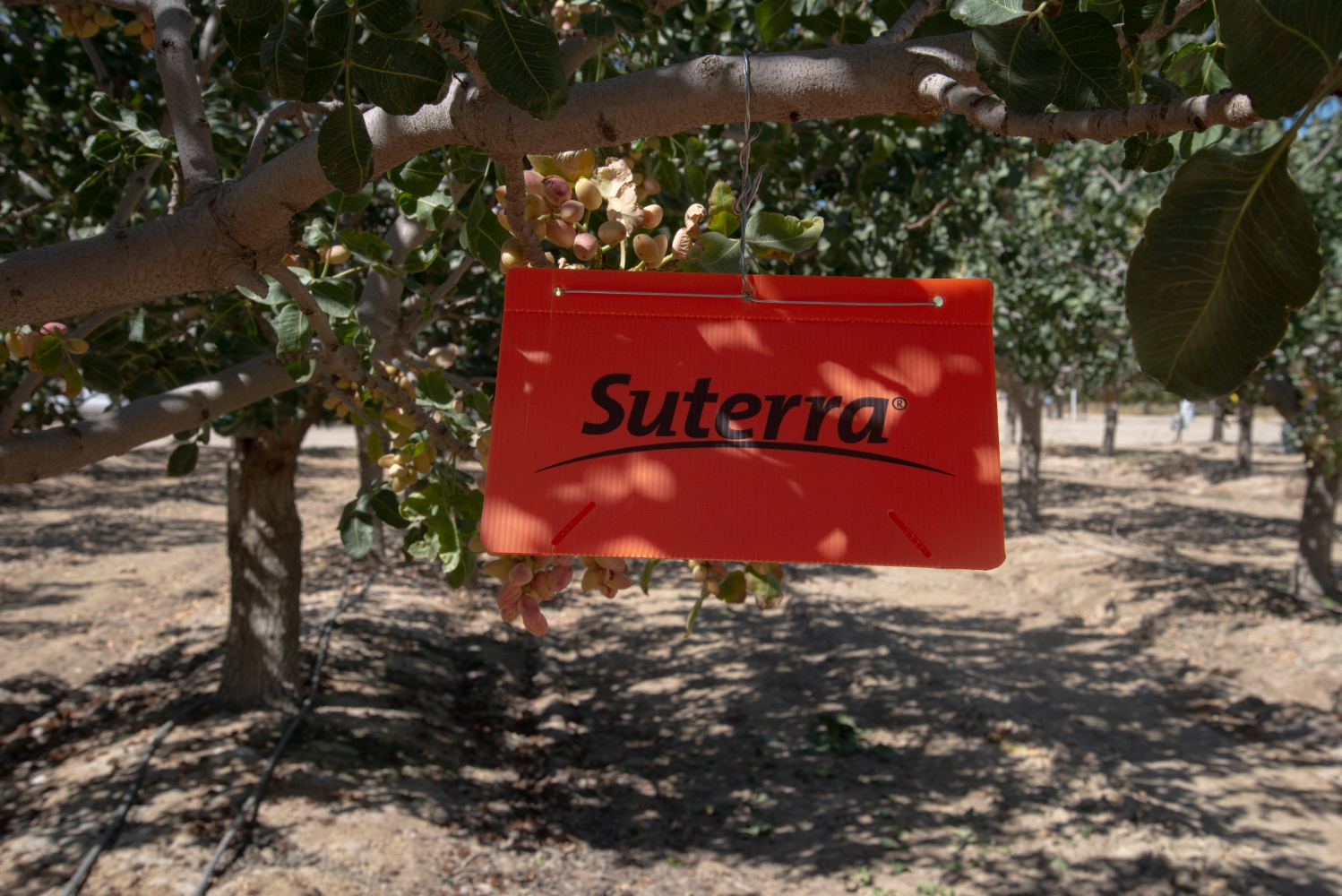 Suterra trap hangs in a nut orchard.
