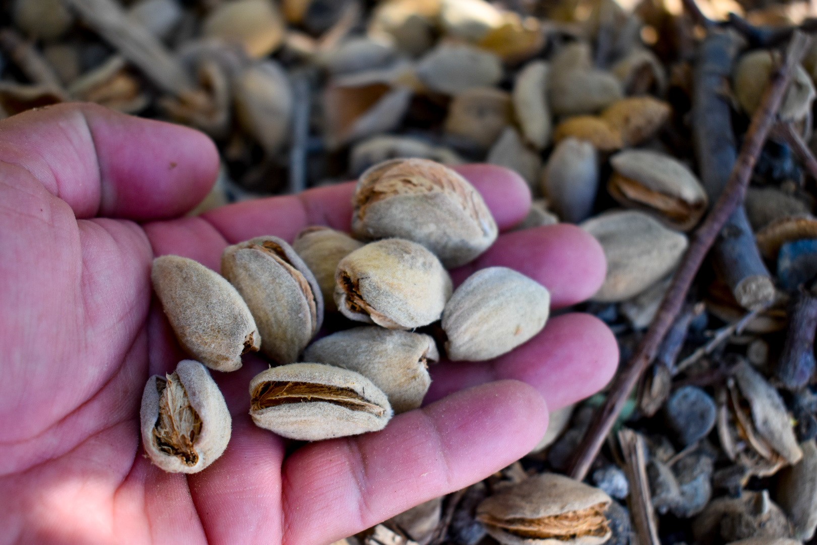 Almonds in hand post-harvest.