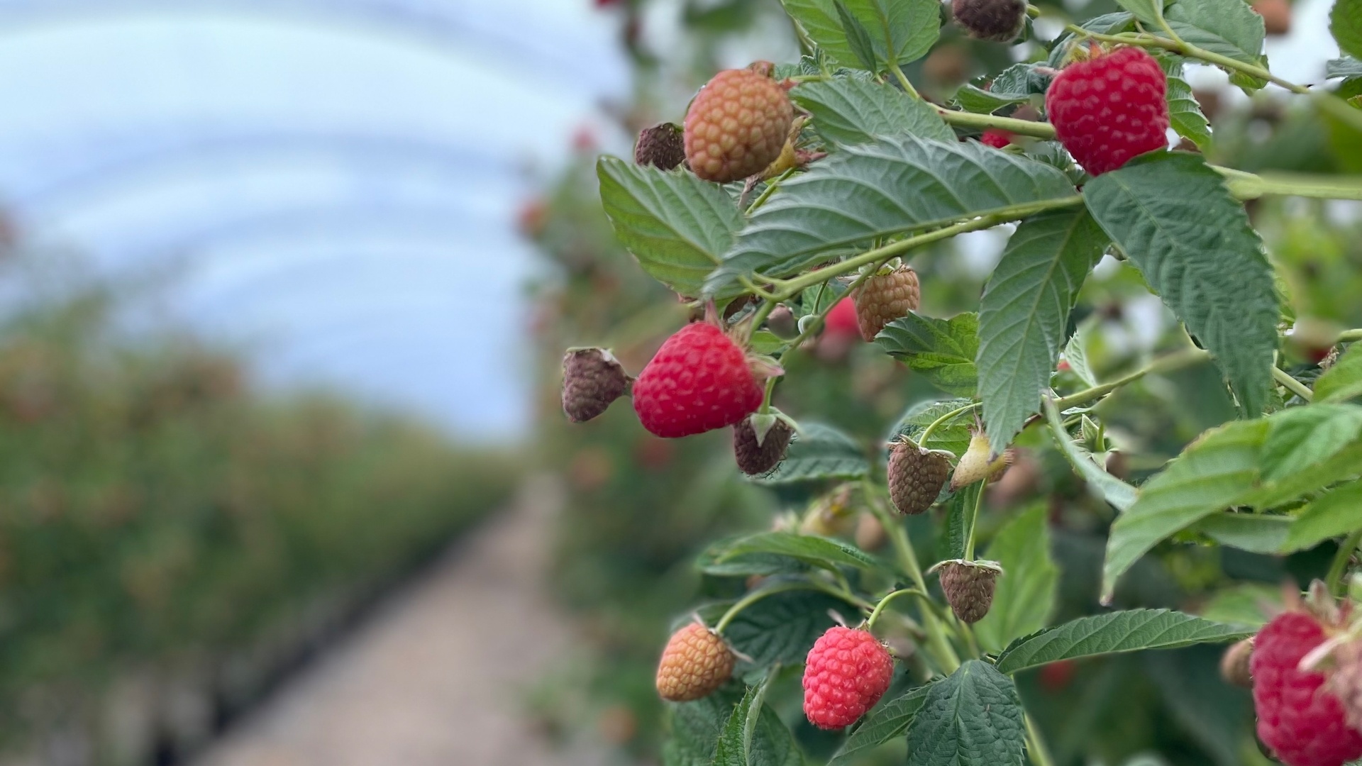 raspberry-field-18102024
