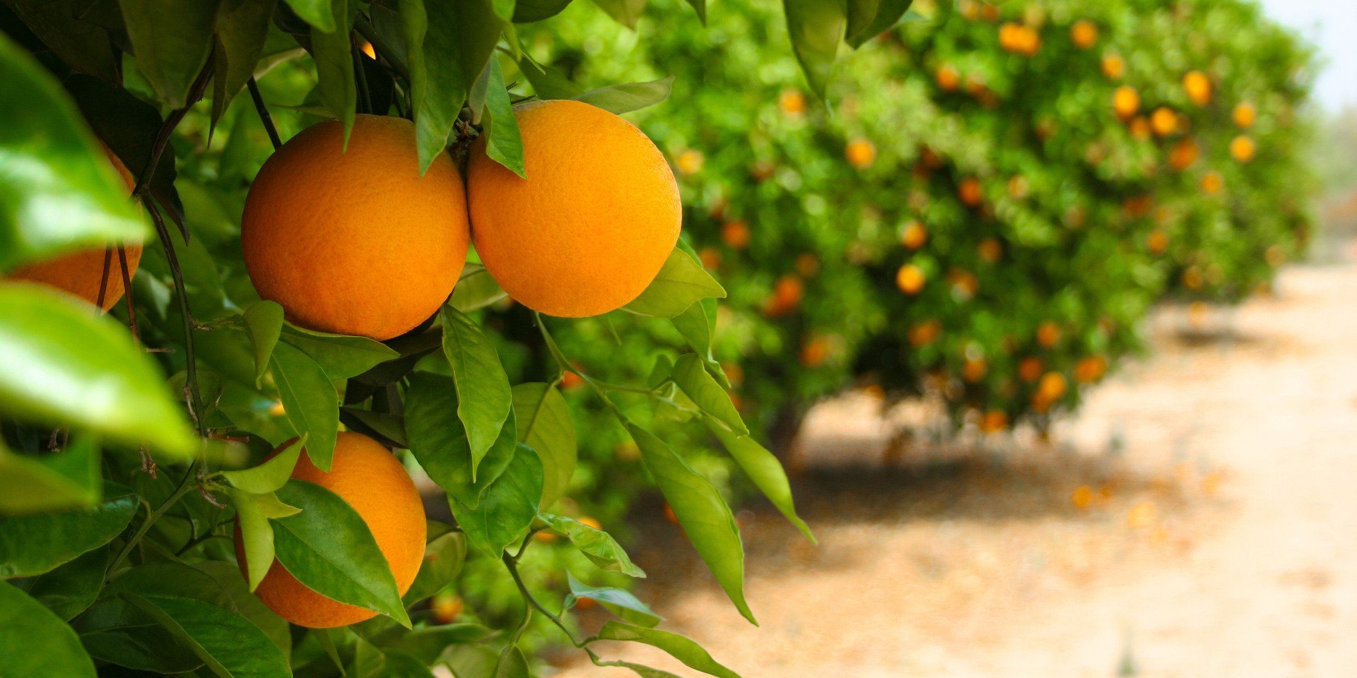 Oranges in orange grove