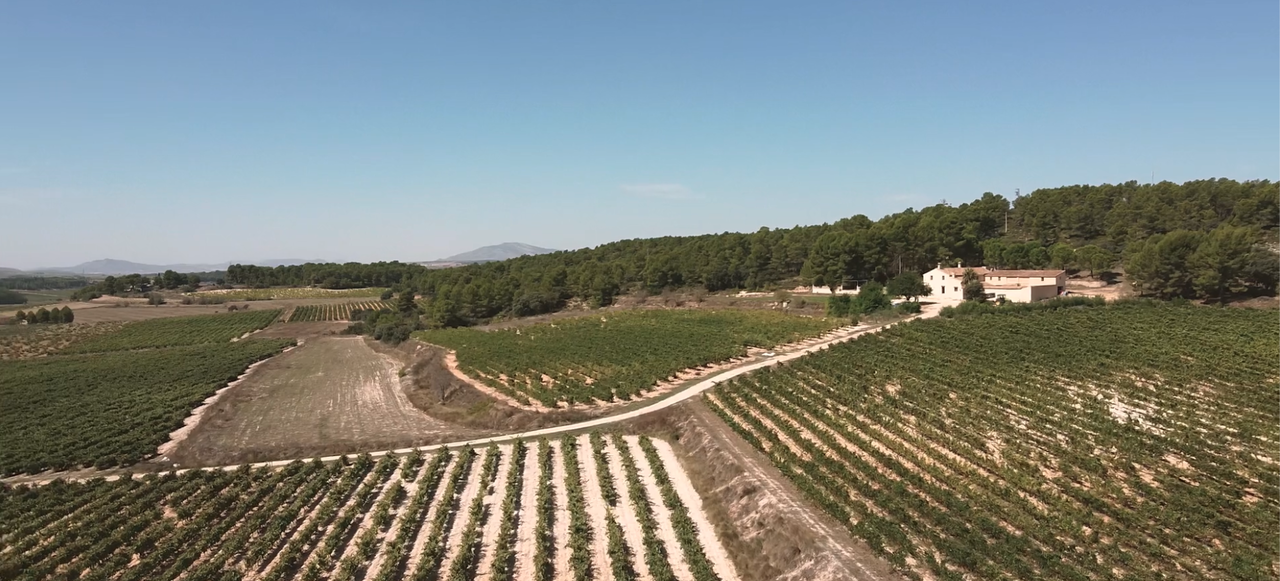spain-vineyard-landscape