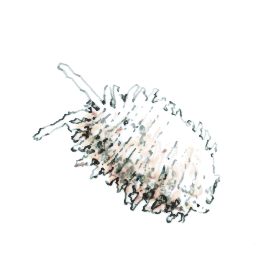 sut-Pseudococcus maritimus-eu-031022-01