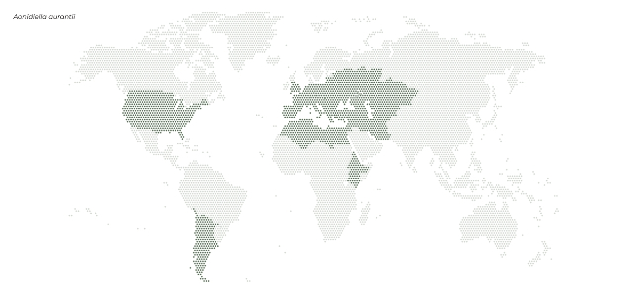 sut-aonidiella-aurantii-pest-distribution-map