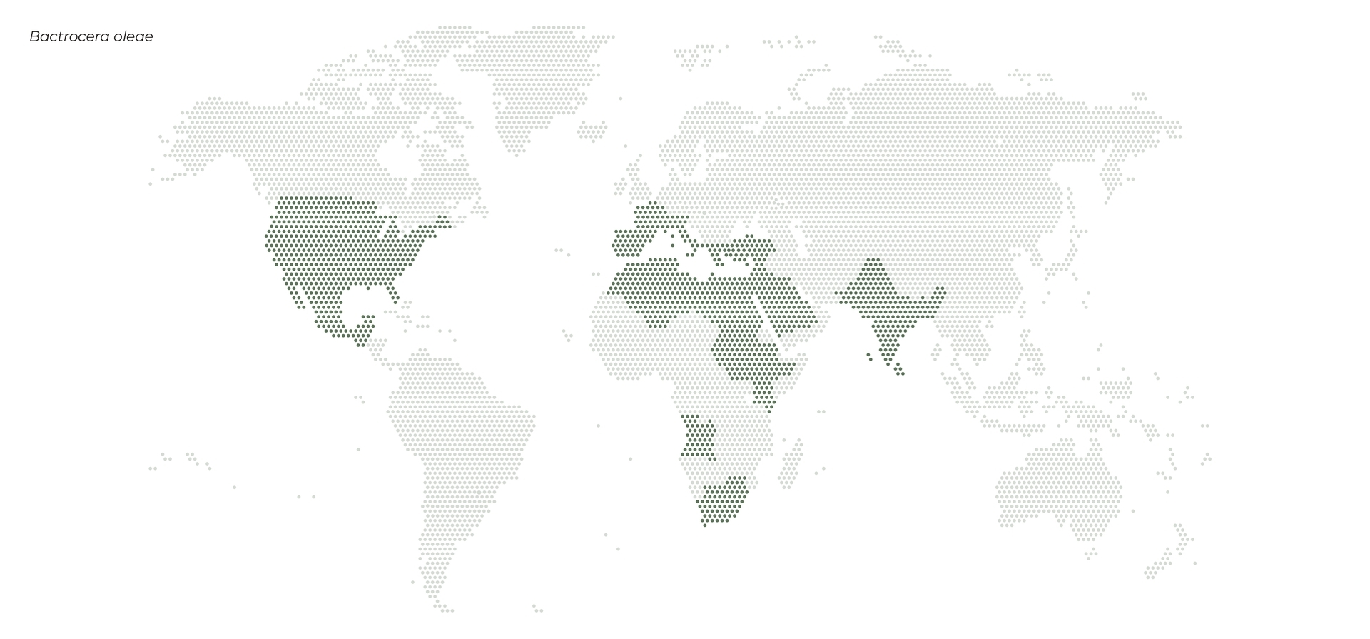 sut-bactrocera-oleae-pest-distribution-map