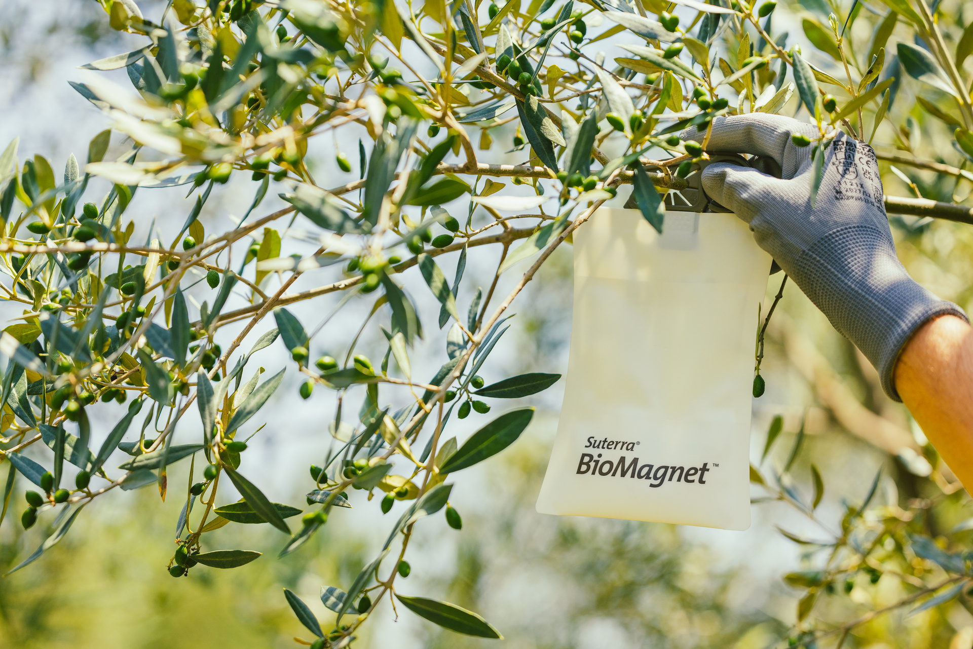 sut-biomagnet-oro-deployment