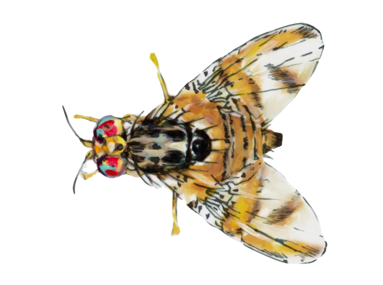 sut-ceratitis-transparent-background