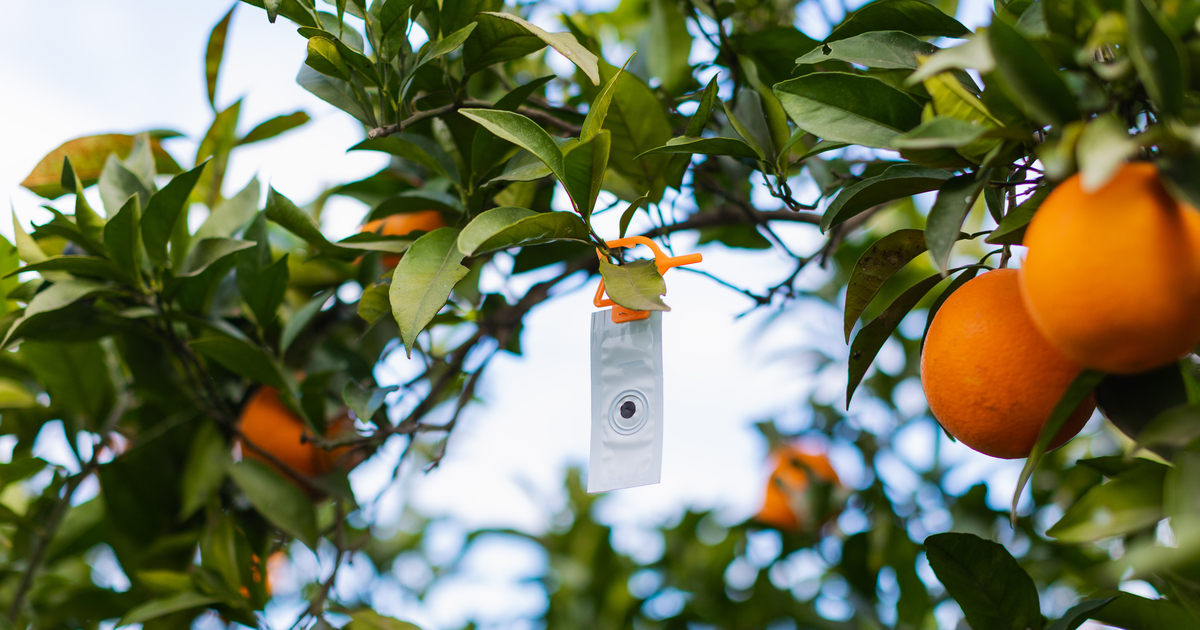 sut-checkmate-crs-eu-17359-070222-027