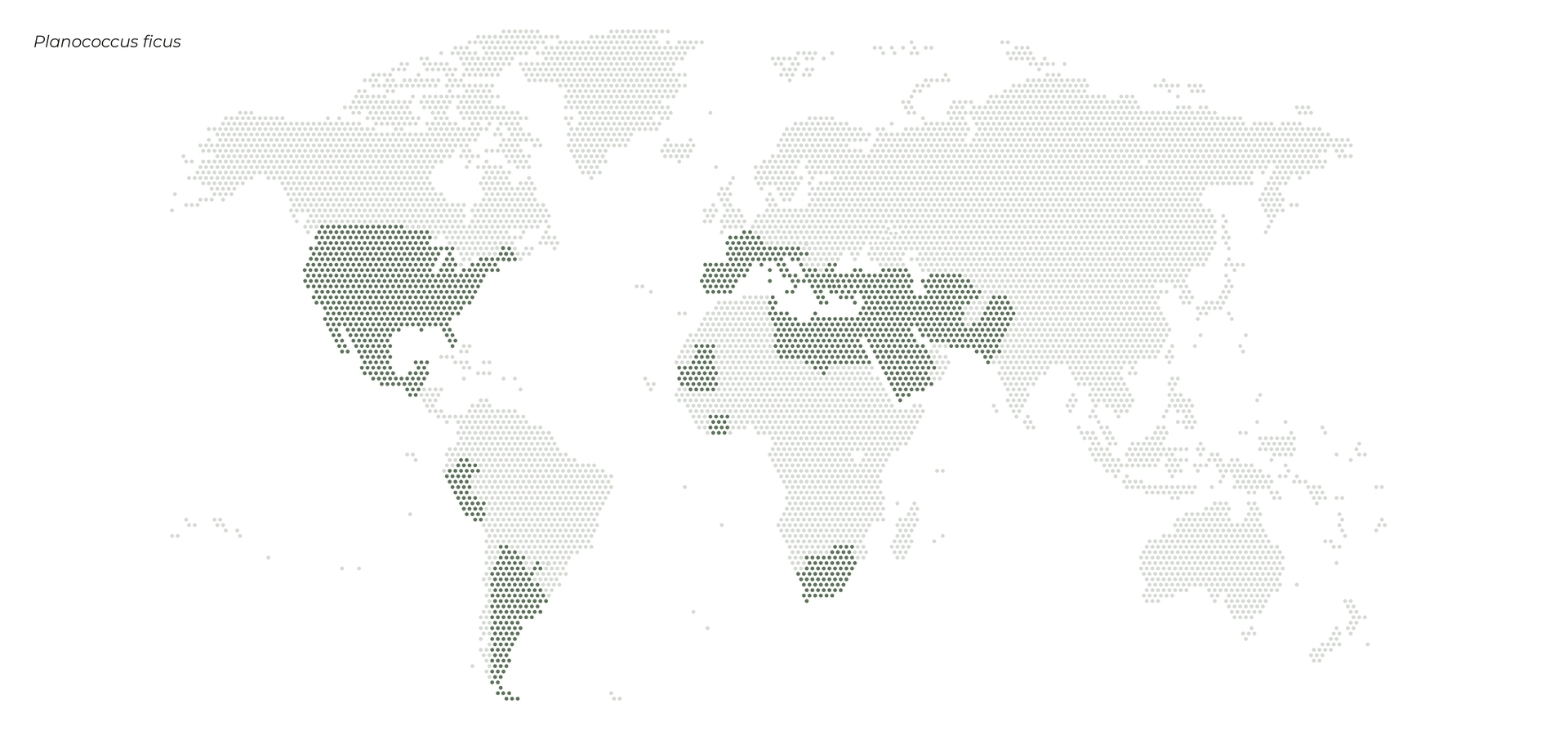 sut-planococcus-ficus-pest-distribution-map