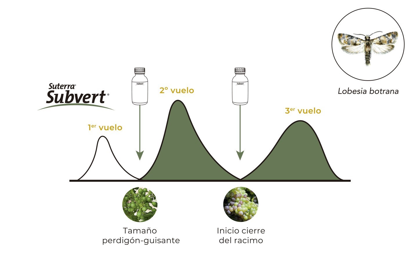 sut-subvert-flight-lobesia-es