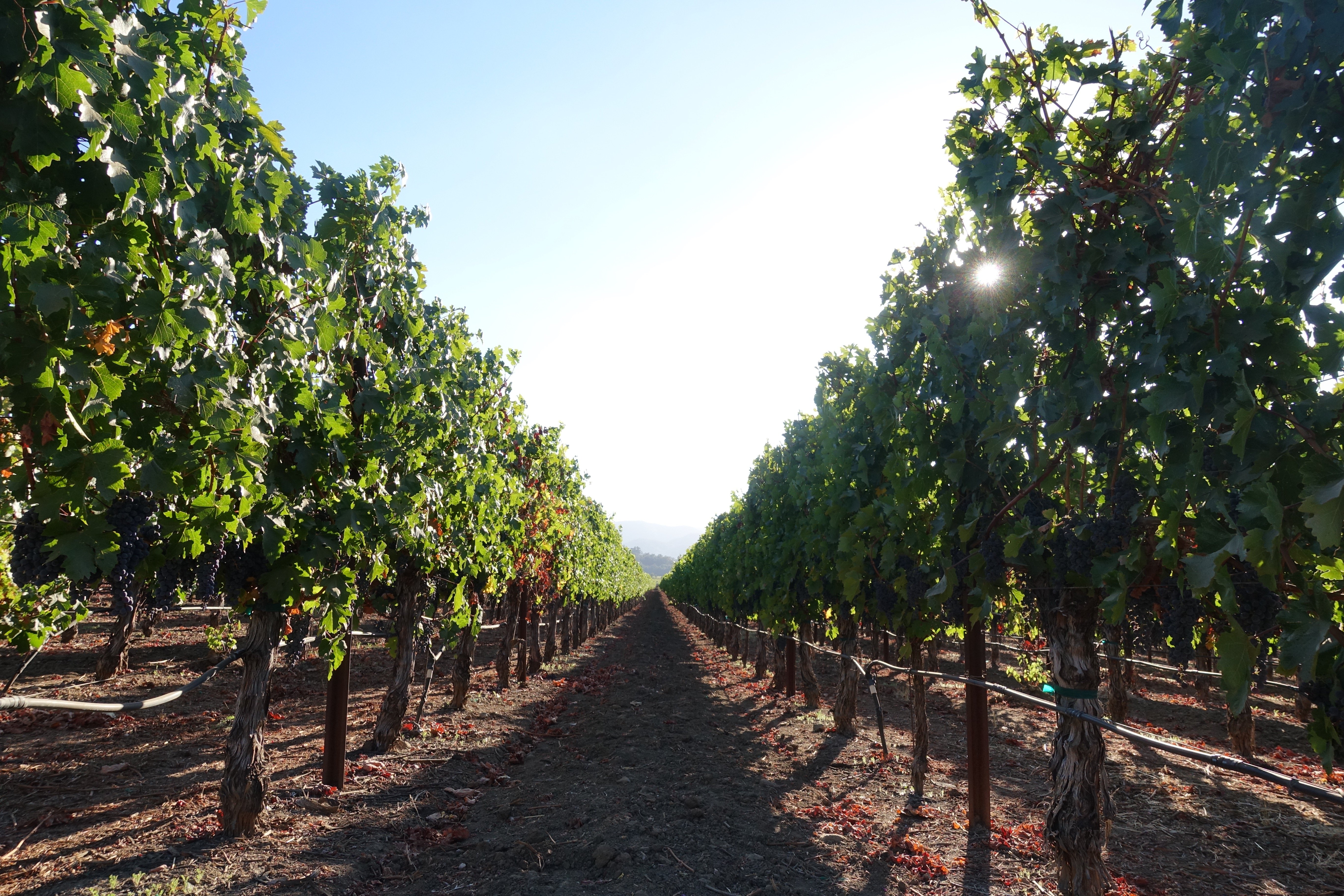 Rows of wine grapes extending down a vineyard.