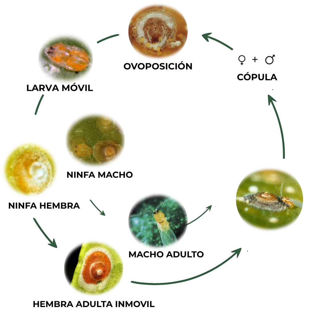 suterra-aonidiella-aurantii-ciclo-plaga