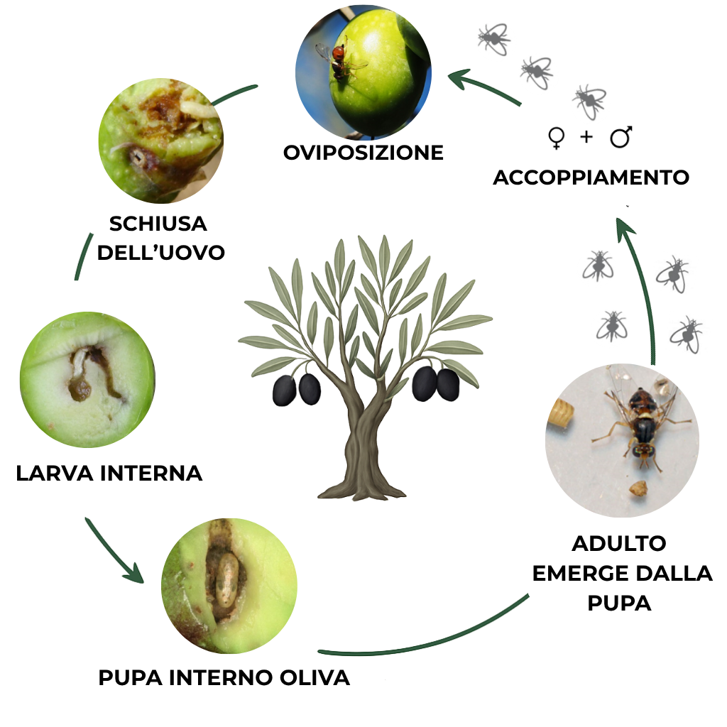 suterra-bactrocera-oleae-ciclo-biologico-italia