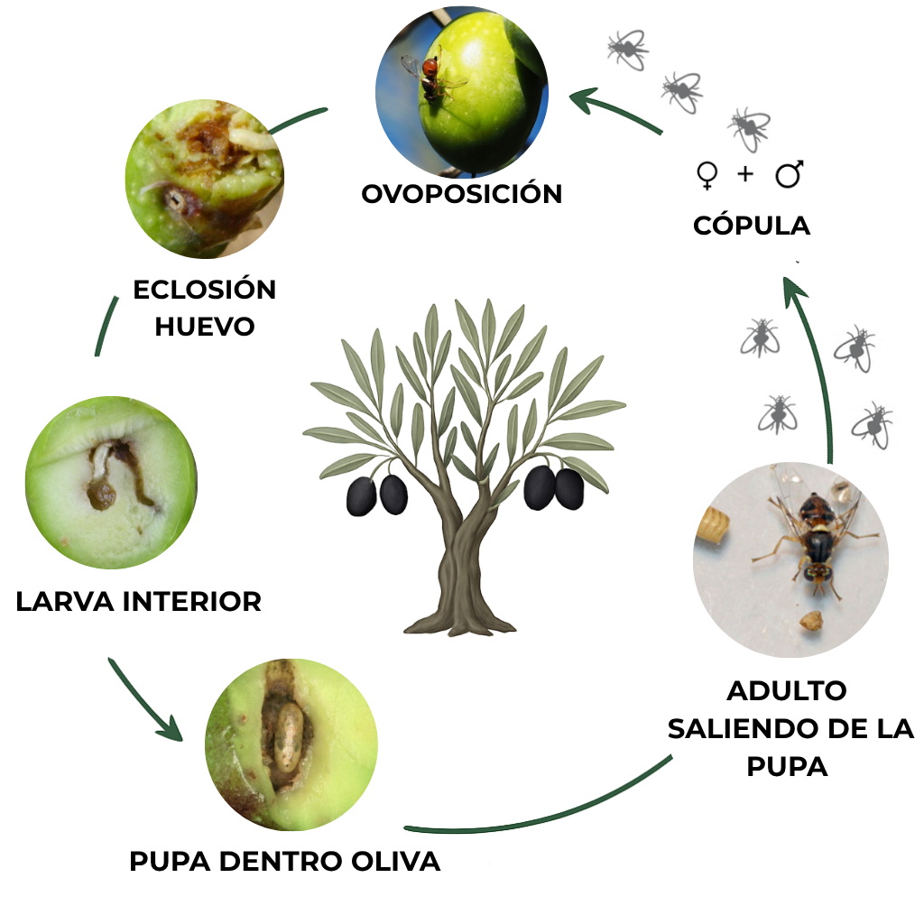suterra-bactrocera-oleae-ciclo-plaga