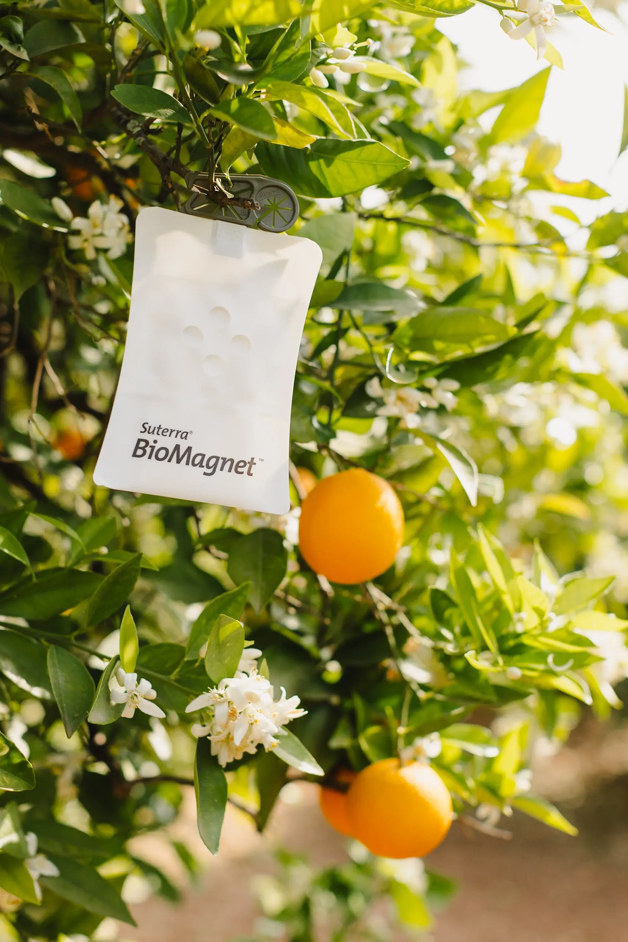 suterra-biomagnet-citrico-013