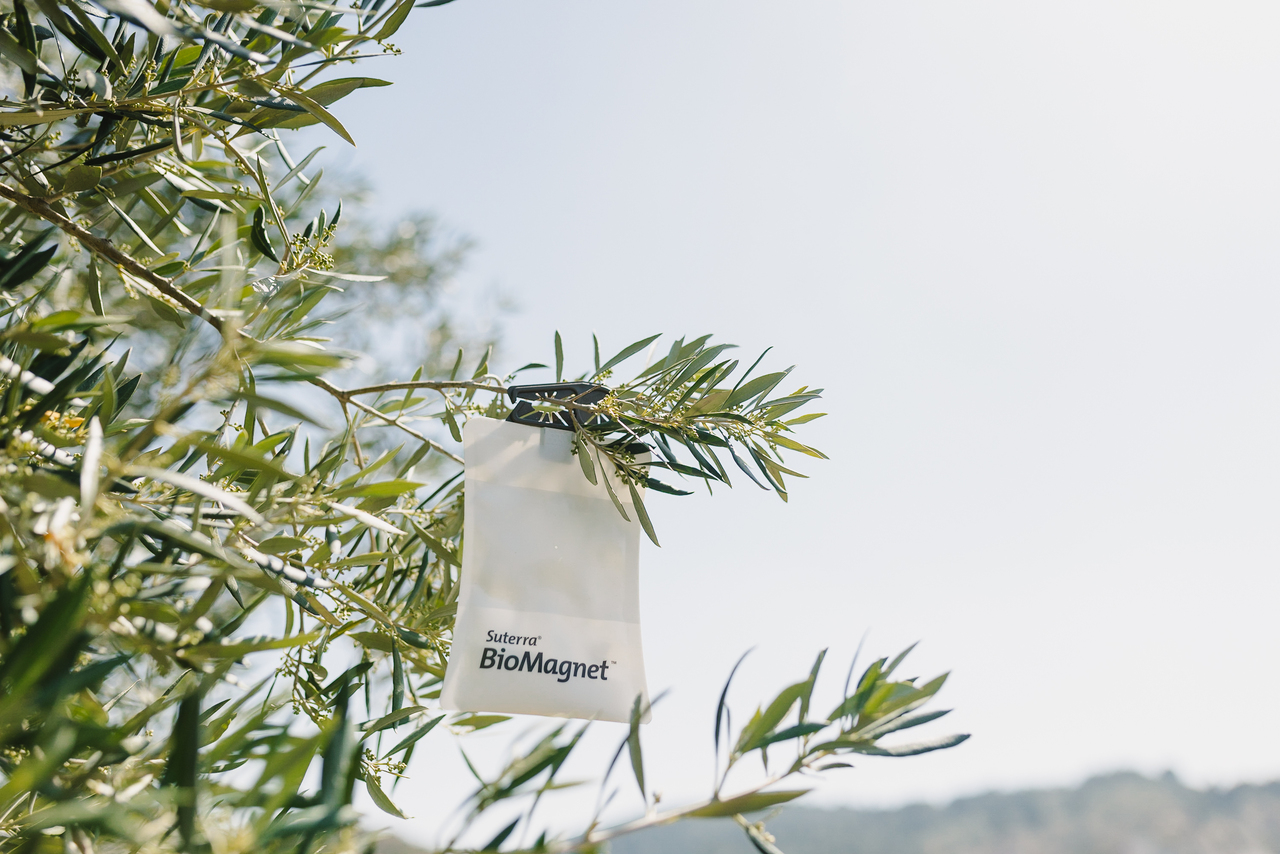 suterra-biomagnet-oro-olivo