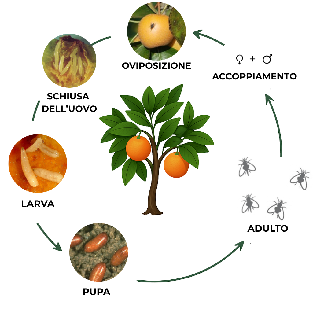 suterra-ceratitis-capitata-ciclo-biologico-italia