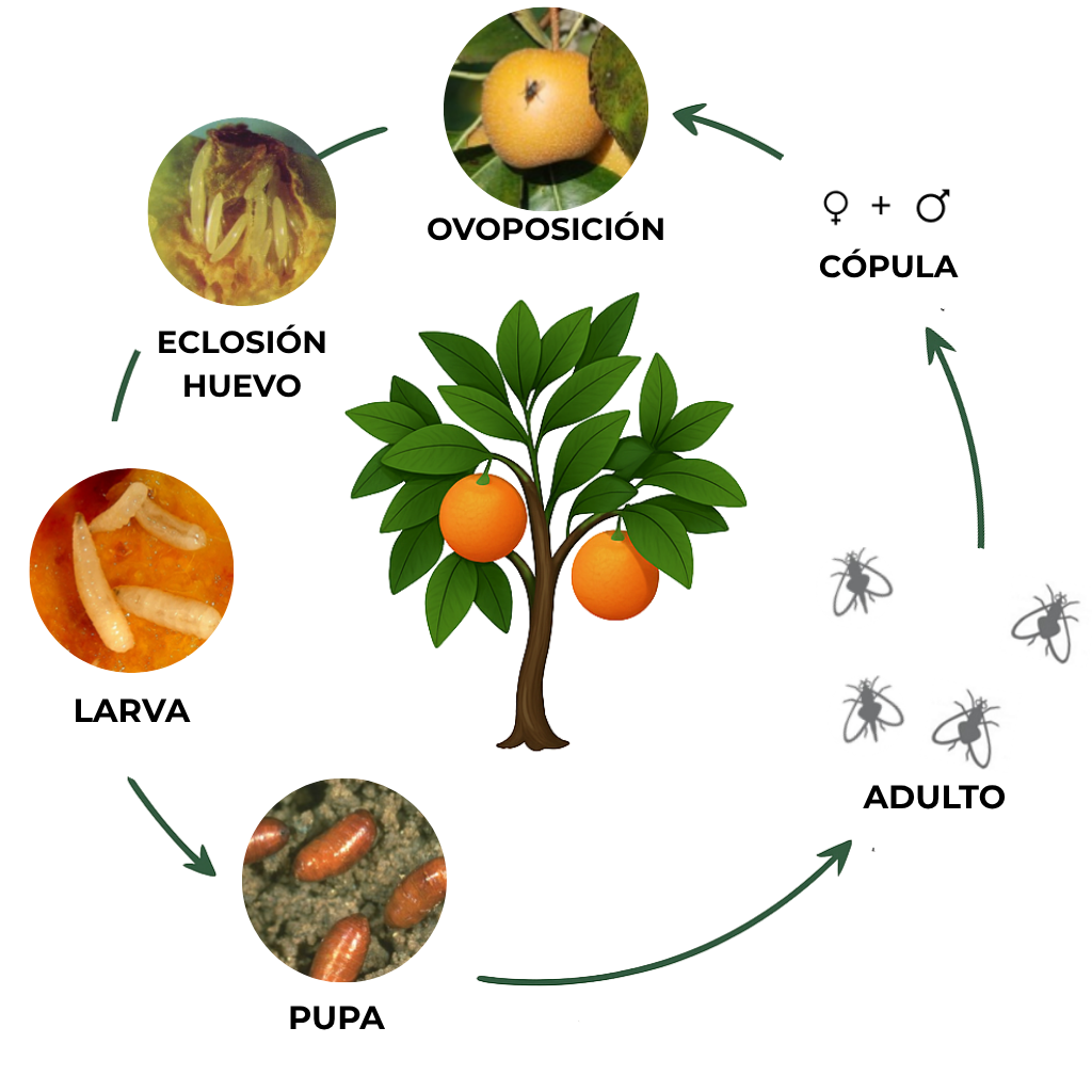 suterra-ceratitis-capitata-ciclo-plaga