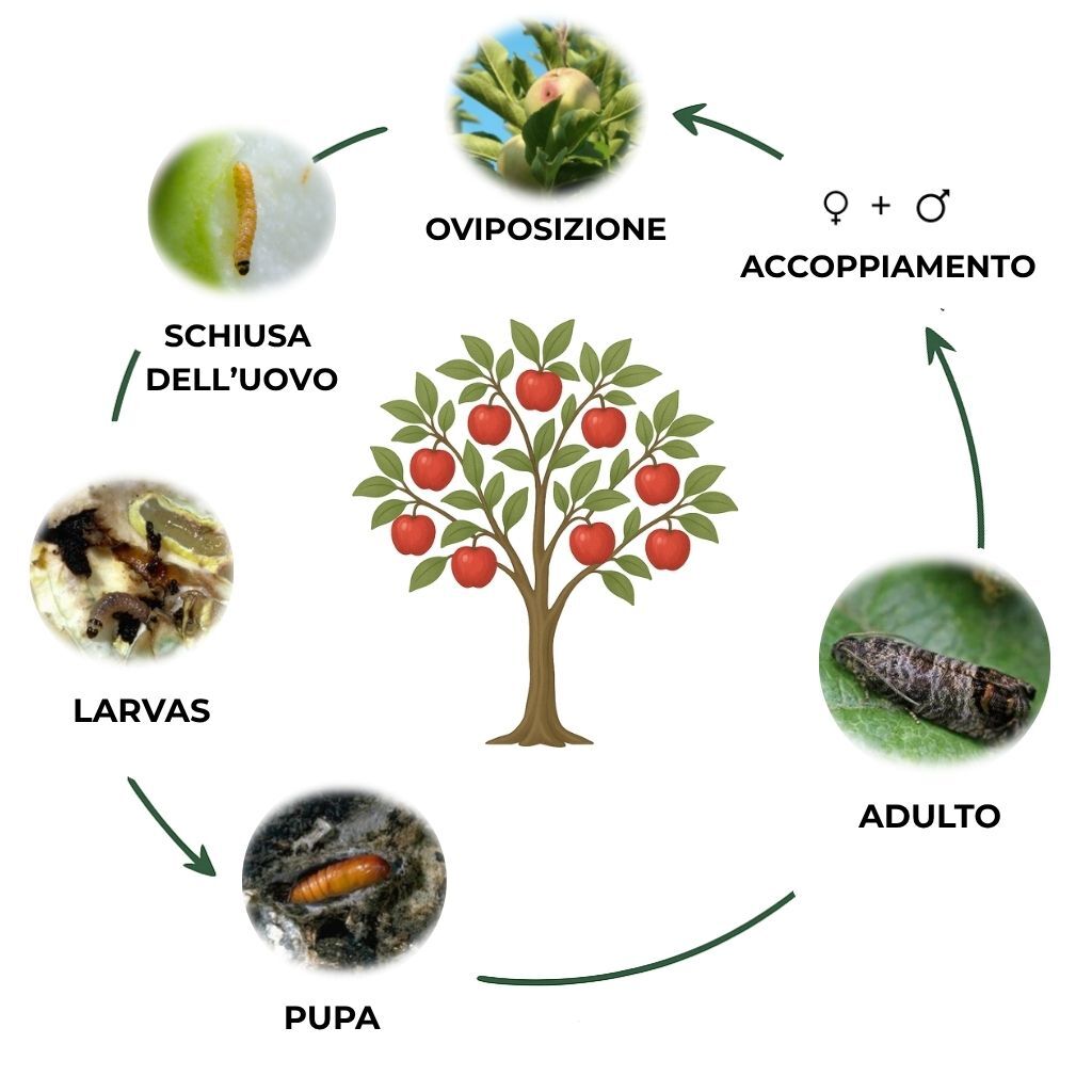 suterra-cydia-pomonella-ciclo-biologico-italia
