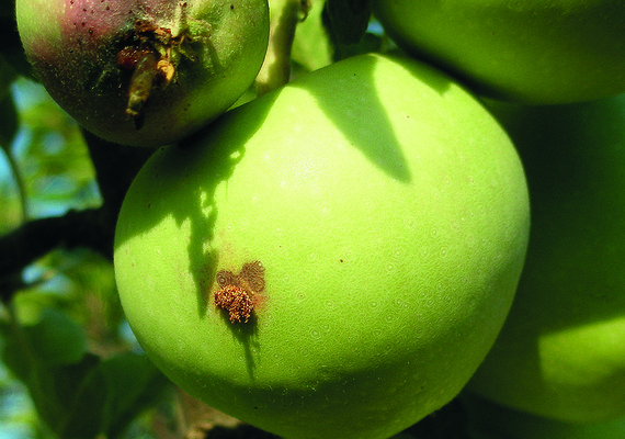 suterra-cydia-pomonella-damage-apple