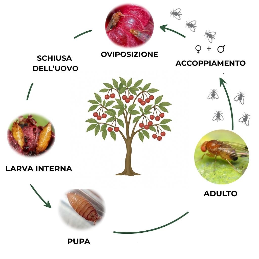 suterra-drosophila-suzukii-ciclo-biologico-italia