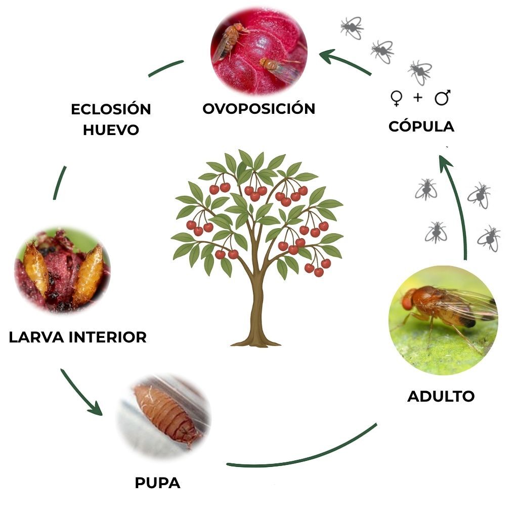 suterra-drosophila-suzukii-ciclo-biologico