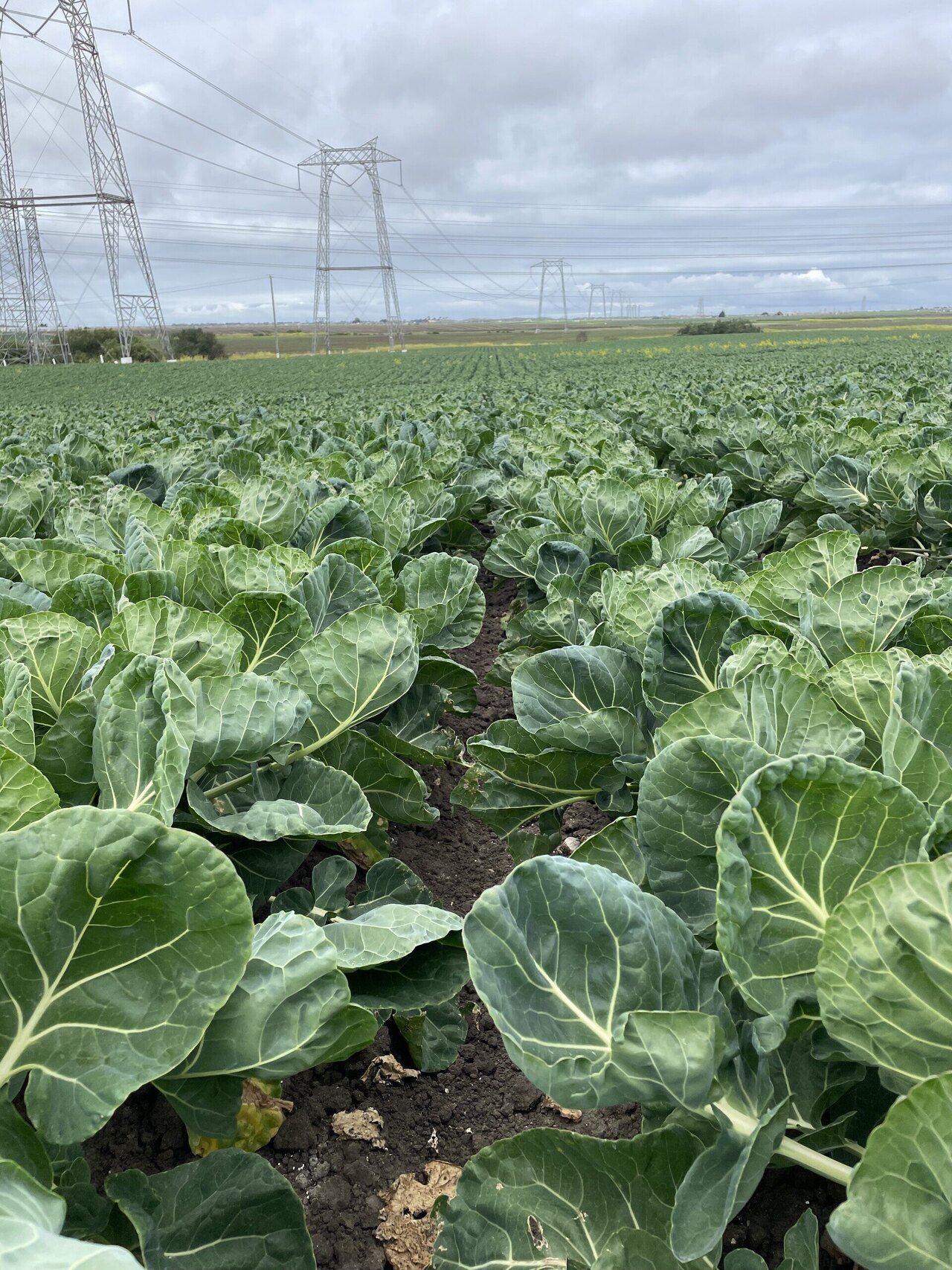 Preventing Diamondback Moth Damage: Best Practices for Brassica Growers in Warmer Fall Conditions