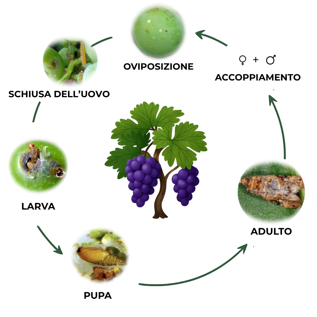 suterra-lobesia-botrana-ciclo-biologico-italia