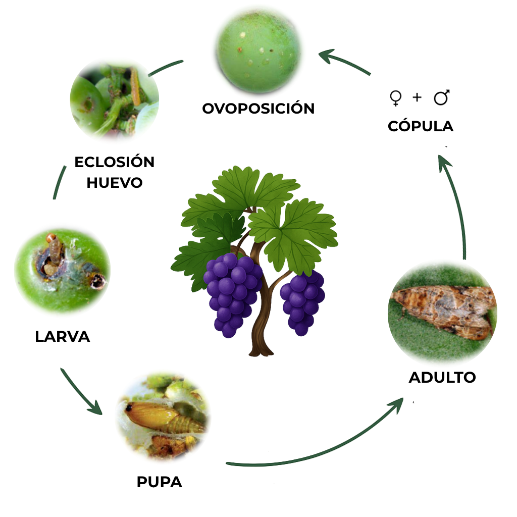suterra-lobesia-botrana-ciclo-plaga
