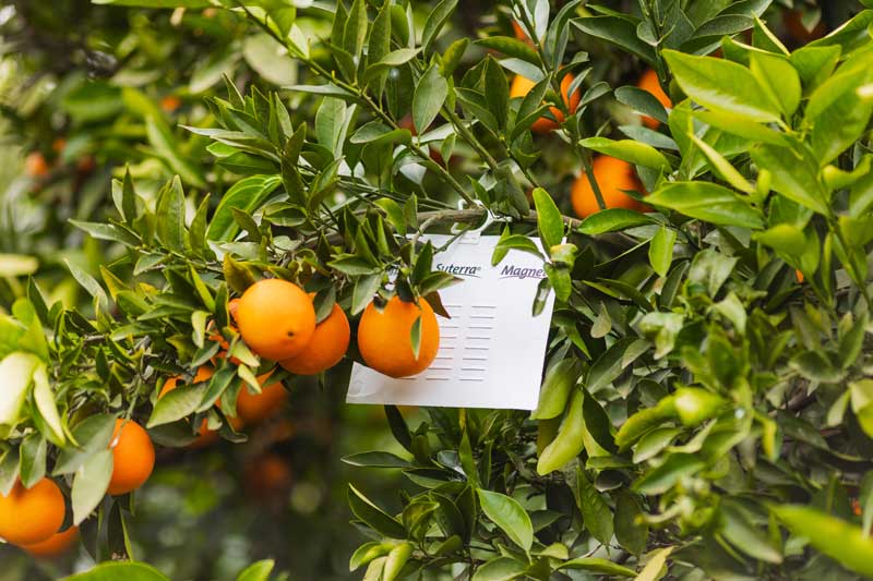 Suterra Magnet Med in Citrus tree