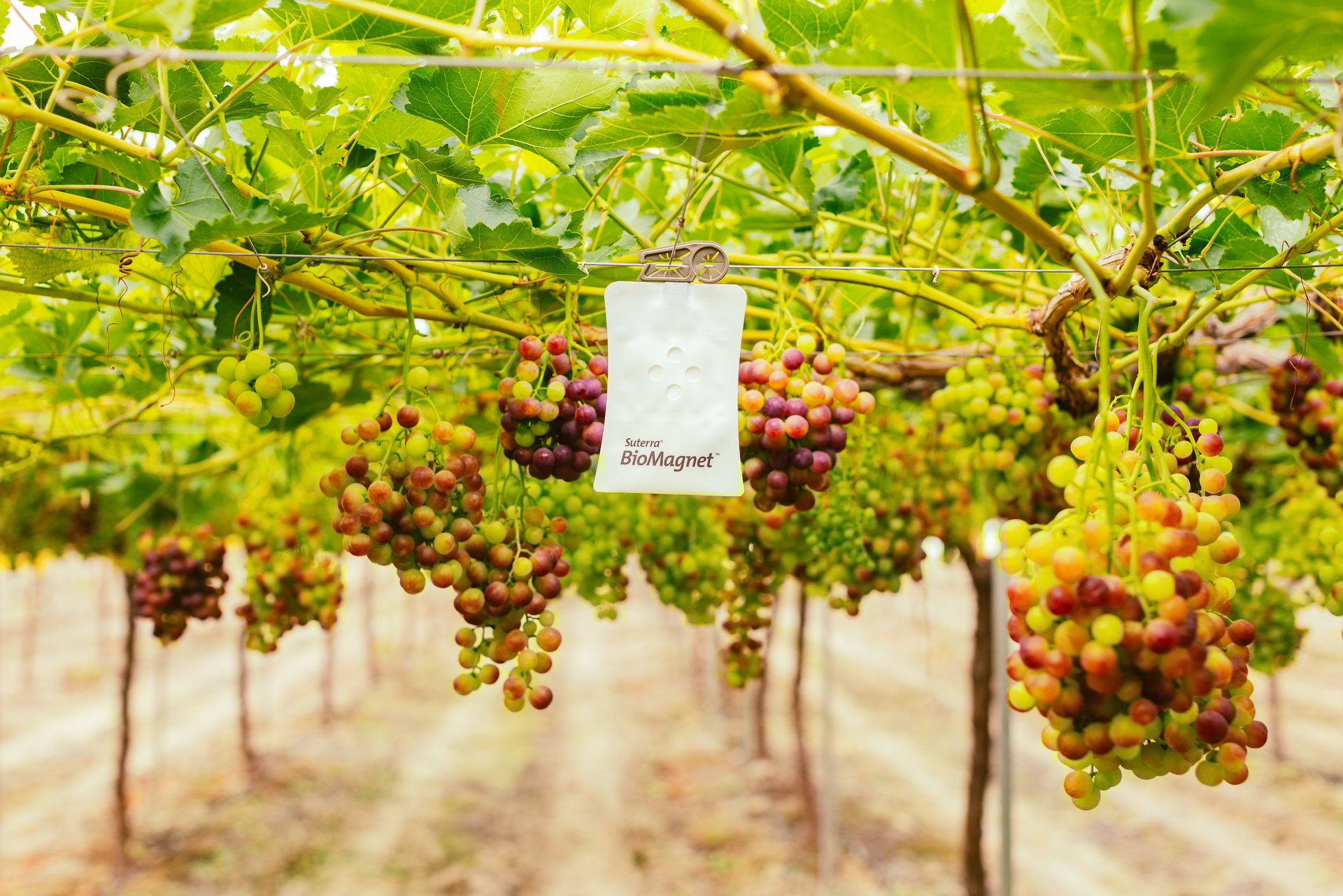 biomagnet-amber-table-grape