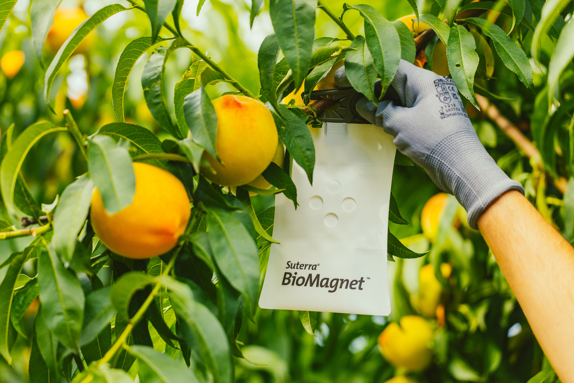 biomagnet-amber-colocacion-melocoton