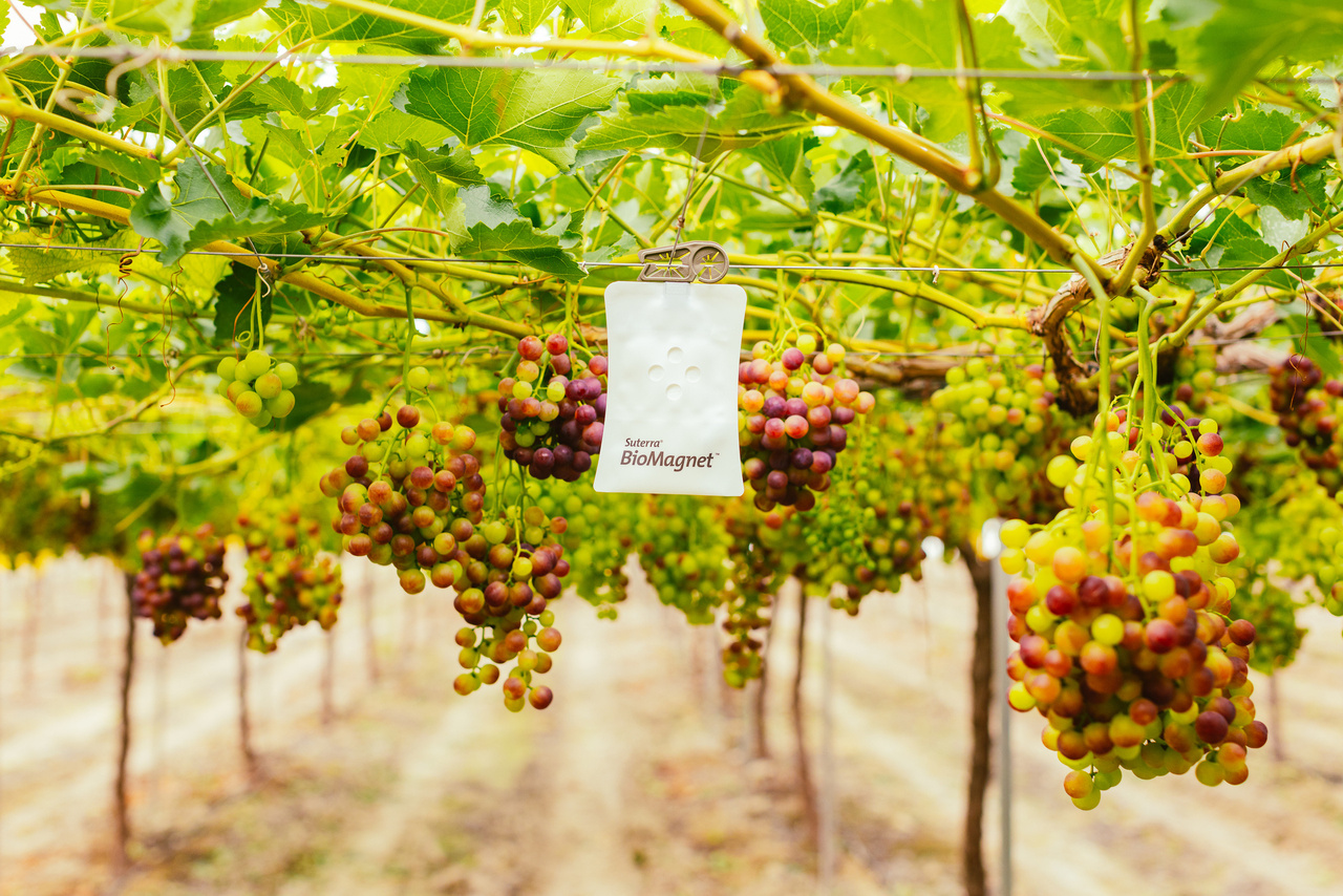 suterra-murcia-vine-biomagnet