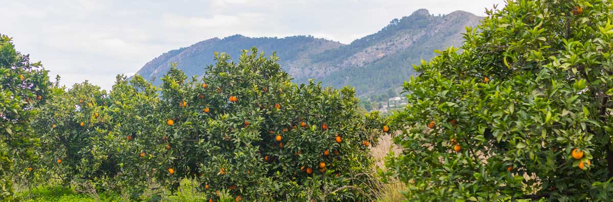 Estamos ante la campaña de cítricos de menor producción de la última década