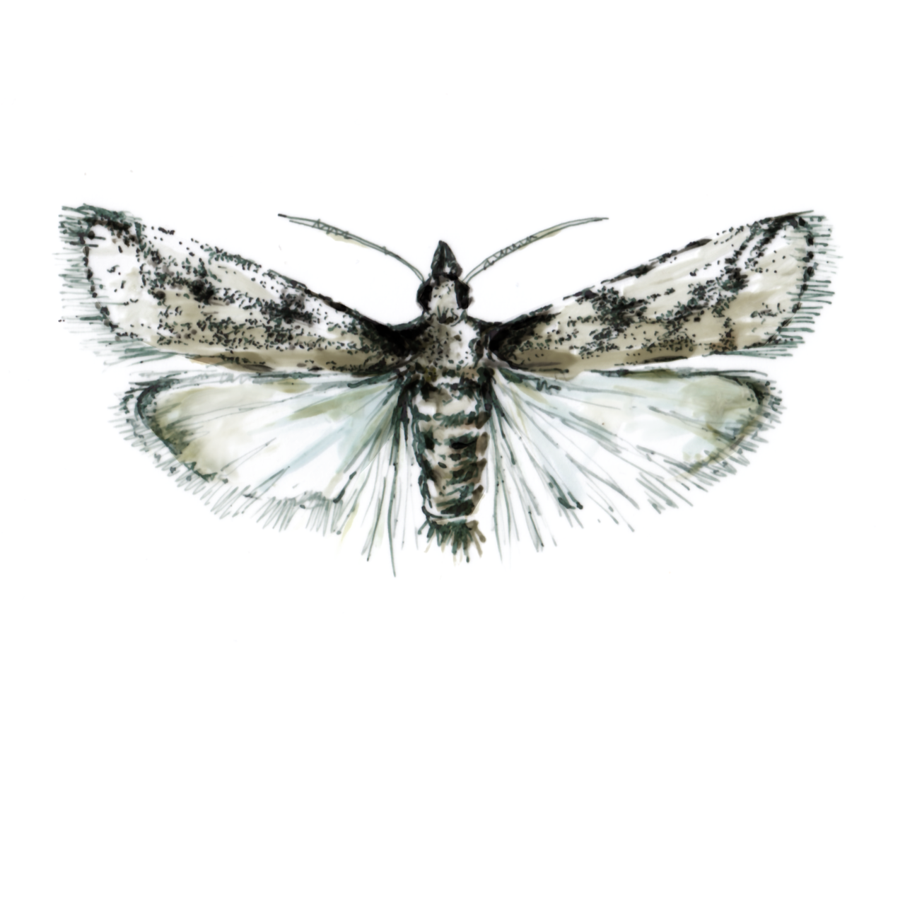 suterra-navel-orangeworm-ilustration