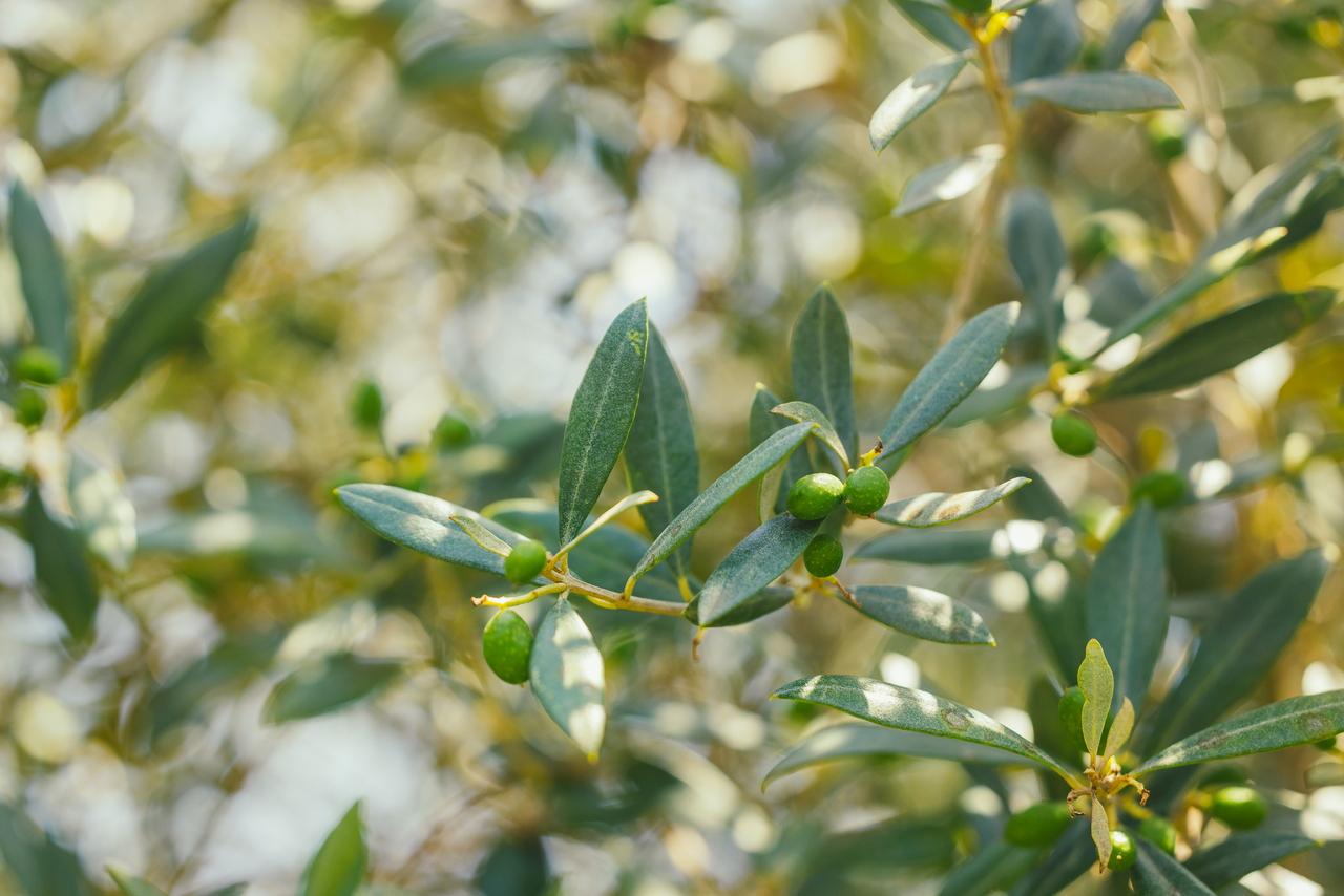 suterra-olivo-close-up