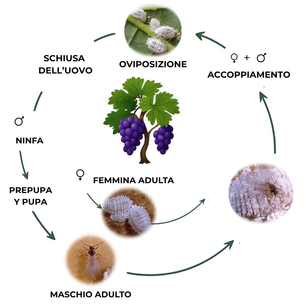 suterra-planococcus-ficus-ciclo-biologico-italia