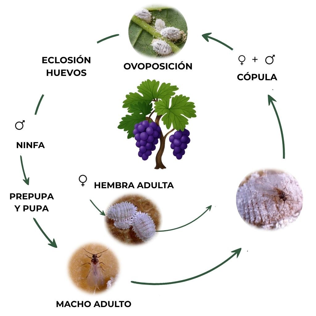 suterra-planococcus-ficus-ciclo-biologico