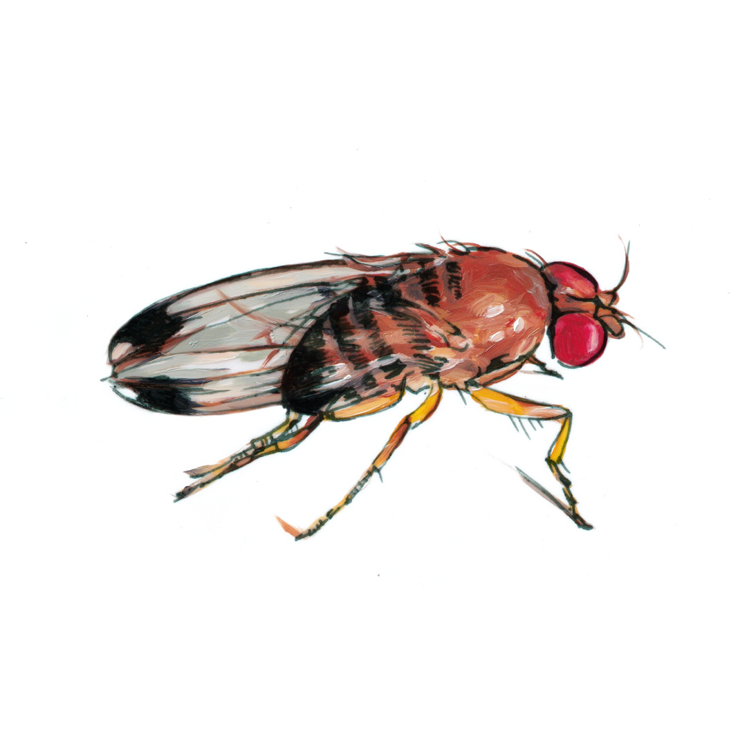 swd-illustration